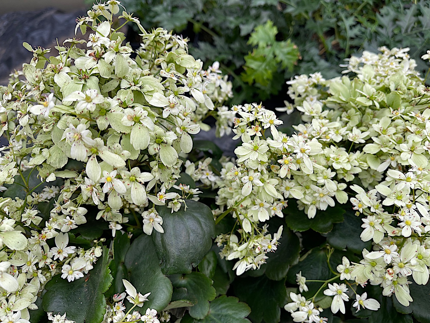Saxifraga x hybridus „Dancing Pixies ® Weiss“ (i.12cmT.), Herbststeinbrech