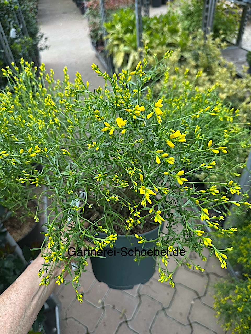 Cytisus, Genista lydia (i.14cmT.), Stein-, Syrischer Ginster