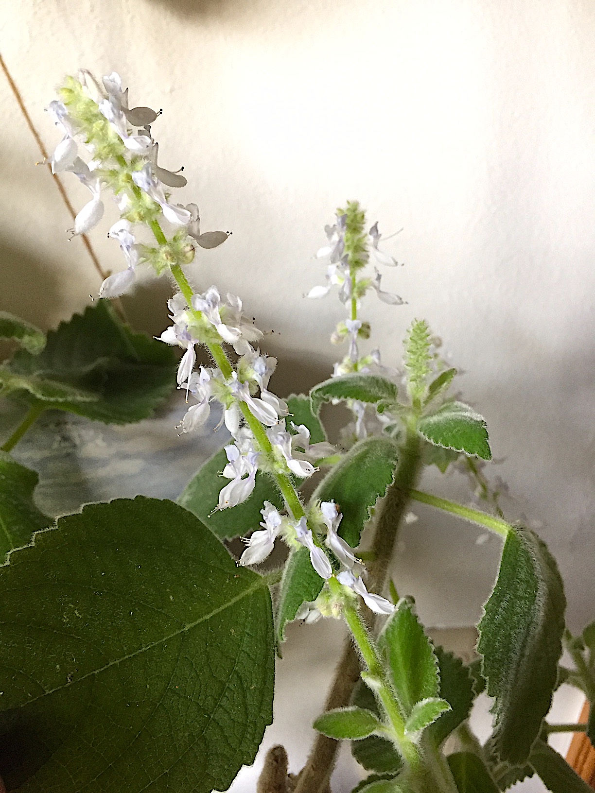 Plectranthus species „Mount Carbine“(i.9cmT.), australisches Zitronenblatt
