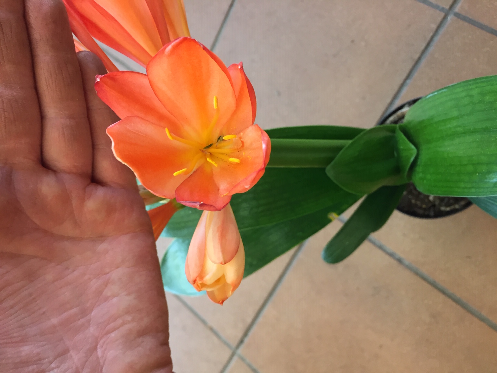 Clivia miniata (i.13cmT.)“Orange“