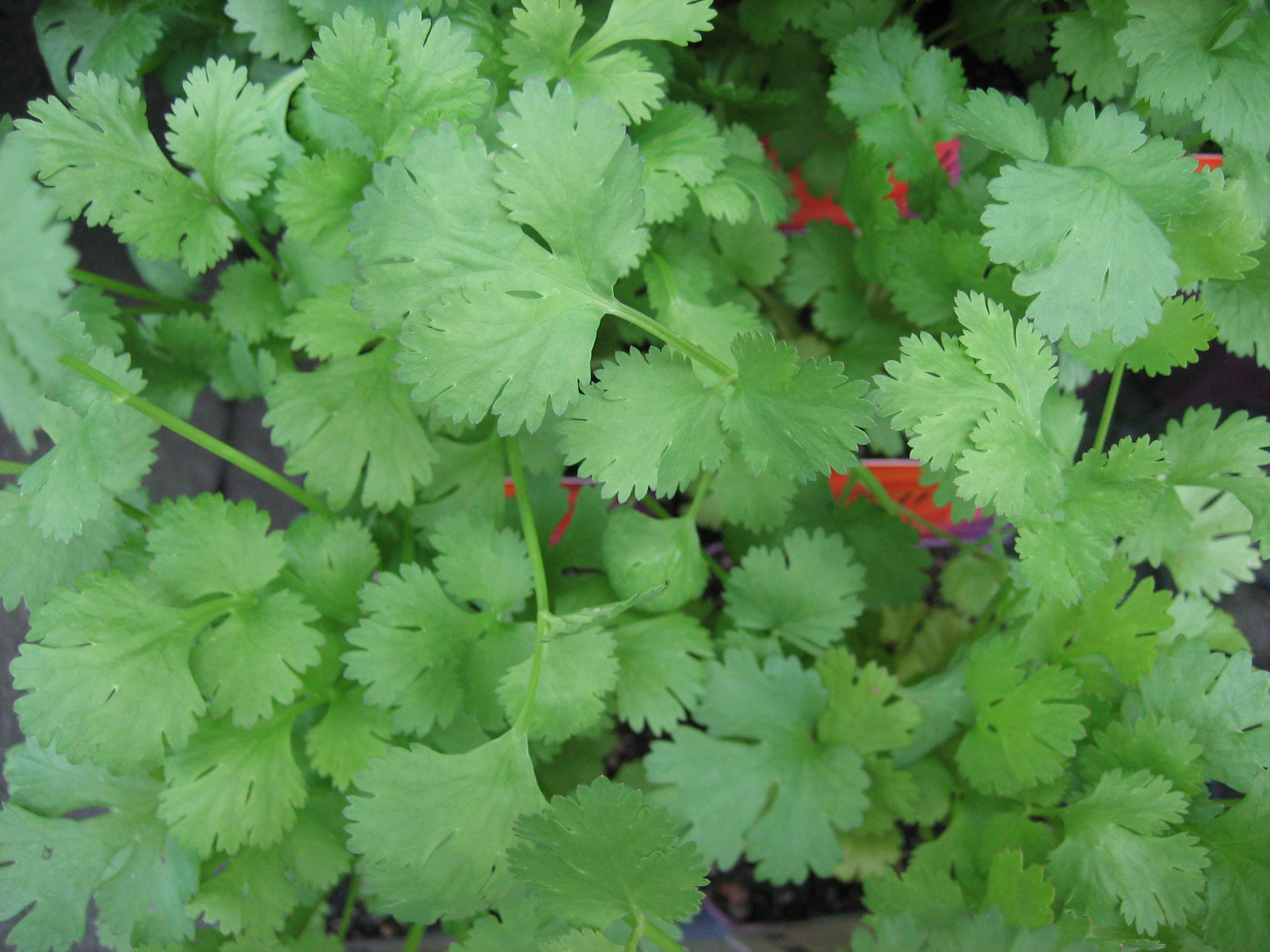 Coriandrum sativum foliosum (i.11cmT.) Koriander, Blattform