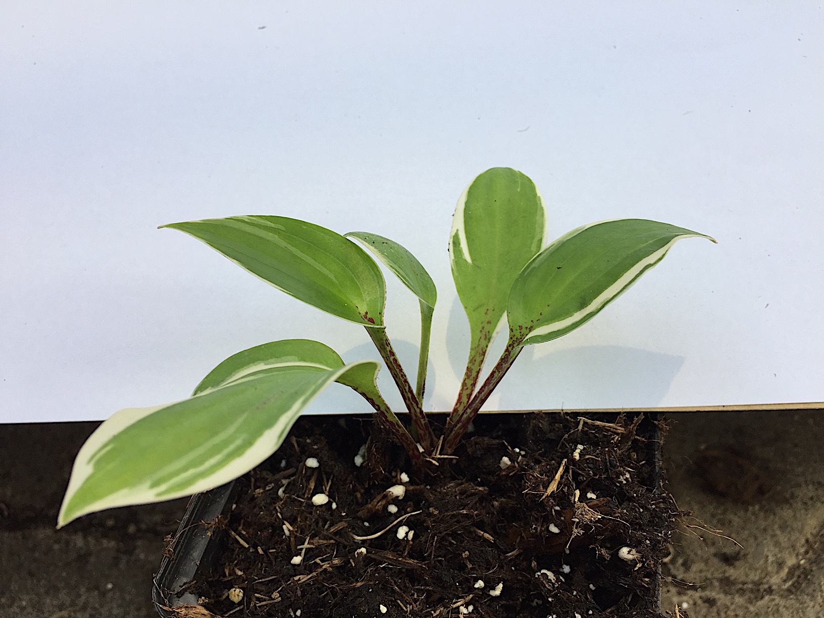 Hosta „Sorbet“ ® (i.9cmT.), Funkie
