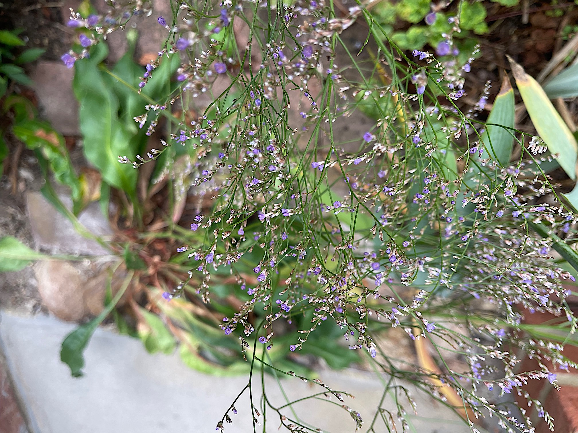 Limonium latifolium (i.9cm. T.) Meerlavendel, Strandflieder