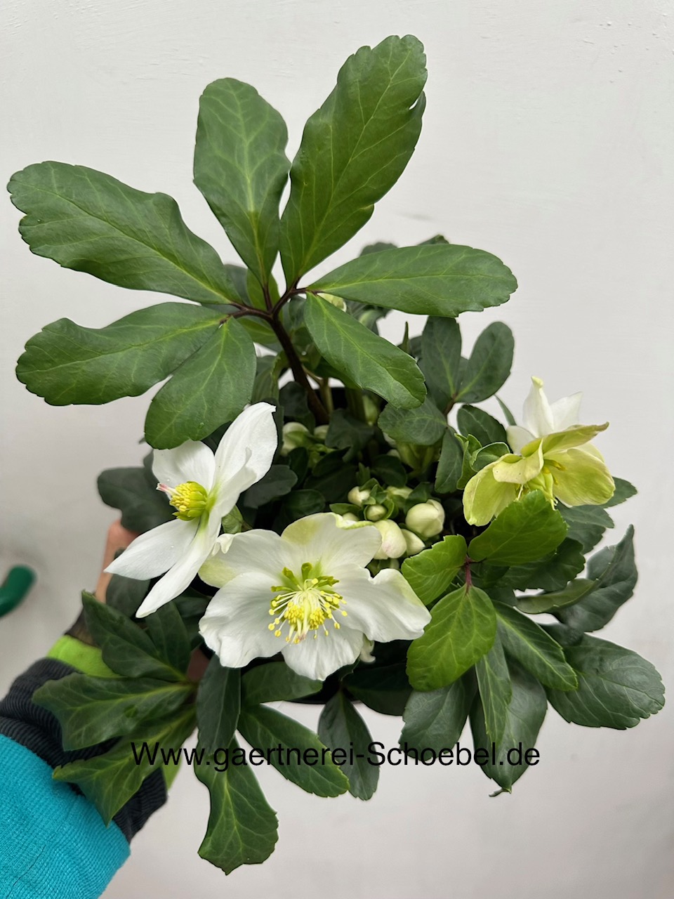Helleborus niger "Advent Star"(17 cm T.), Christrose- Schneerose