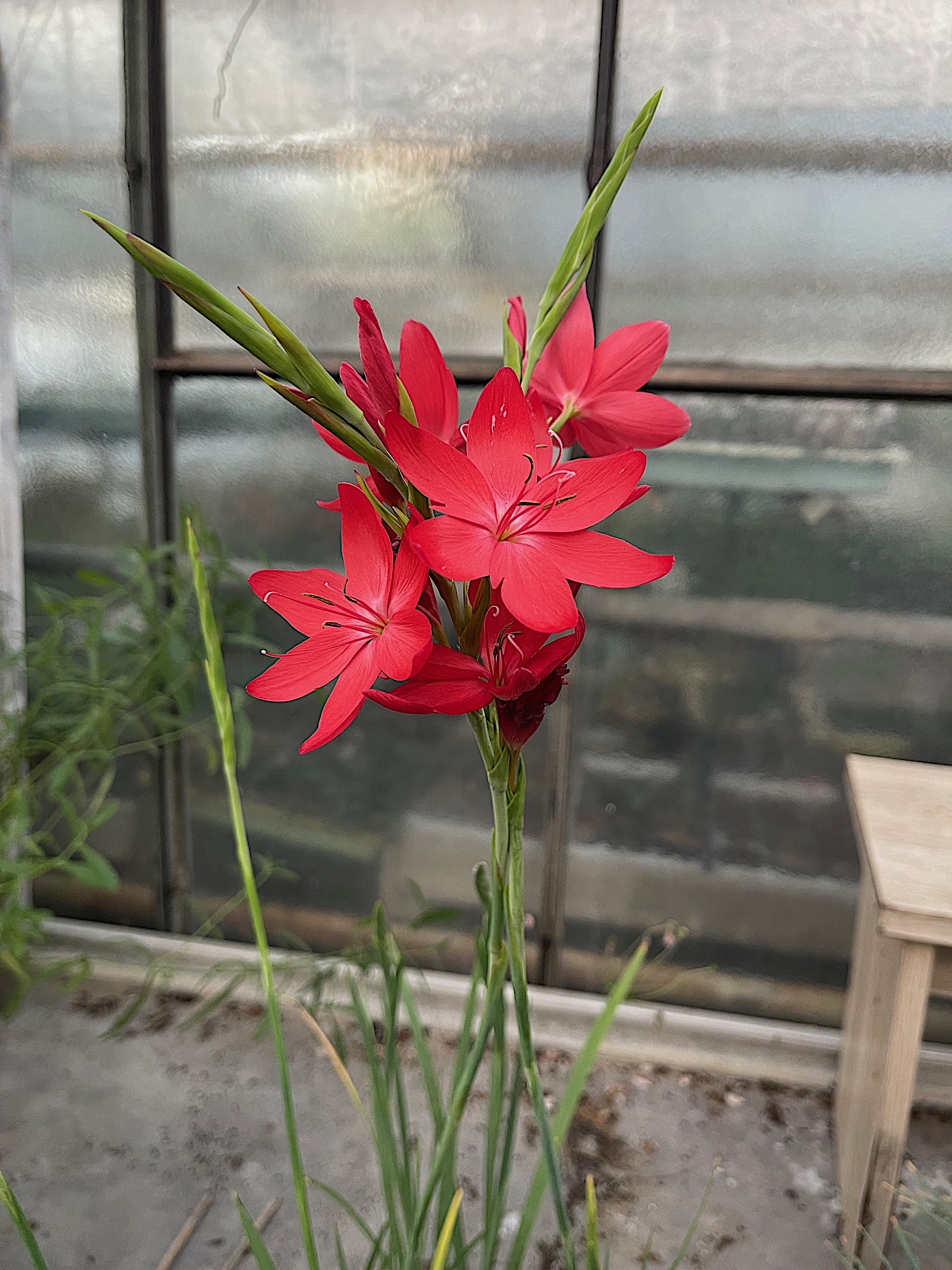 Schizostylis coccinea "Major"(i.10cmT.) Roter Spaltgriffel