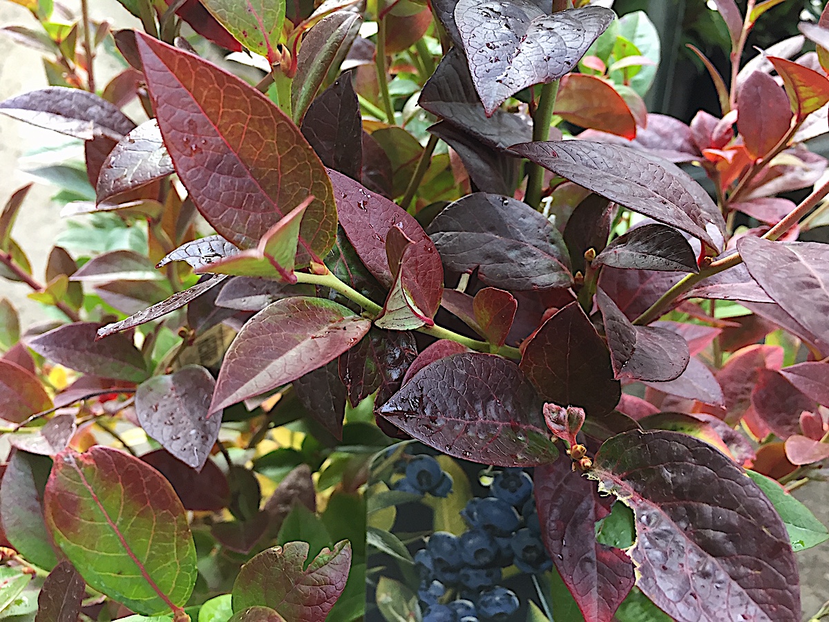 Vaccinium corymbosum „Darrow “ (i.3l Topf), Blaubeeren