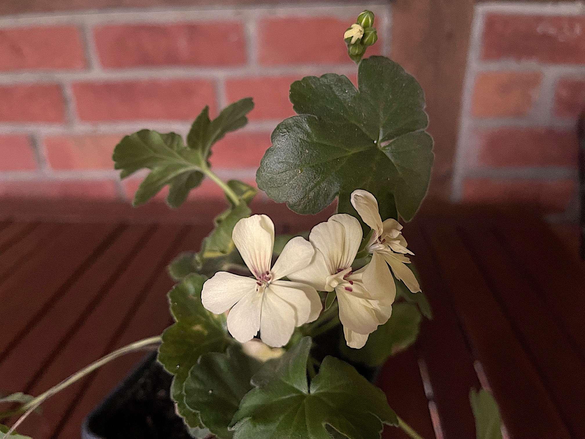 Pelargonium  "First Yellow"(i.7cmT.)