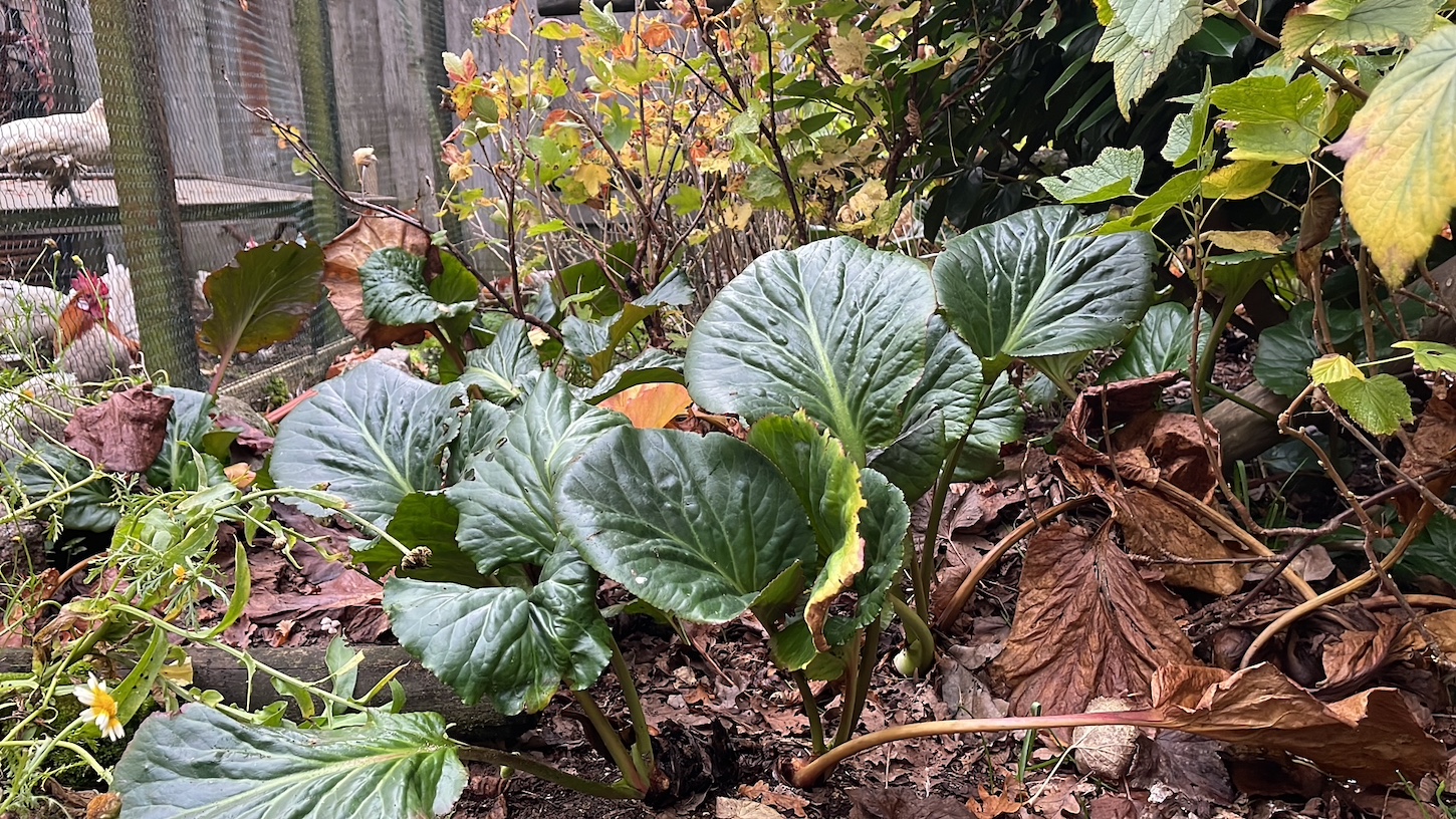 Bergenia  "Magic Giant" (i.ca1lT.) Bergenie