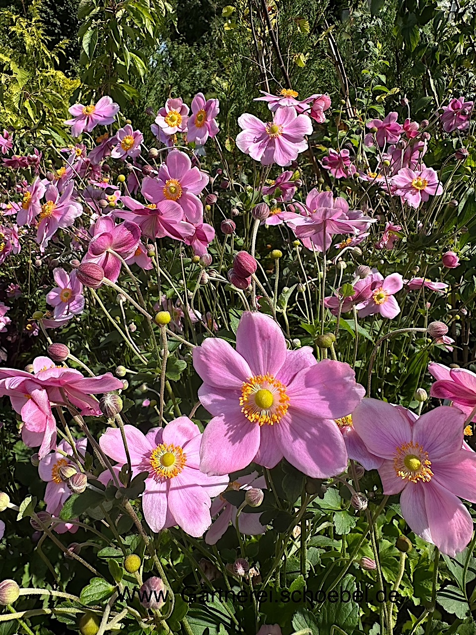 Anemone x japonica   "September Charm " (i.3lT.)Japan-Anemone