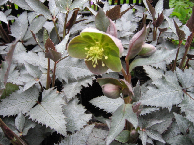Helleborus x sternii  „Silver Dollar“ (i.10cmT.),Christrose