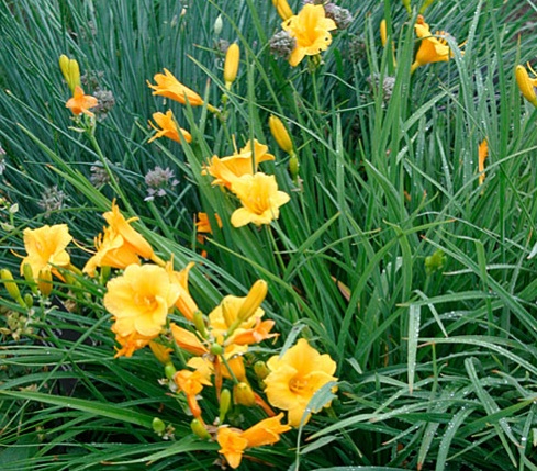 Hemerocallis Hybride "Stella de Oro" (i.9cm T.) Duft Taglilie, Dauerblüher