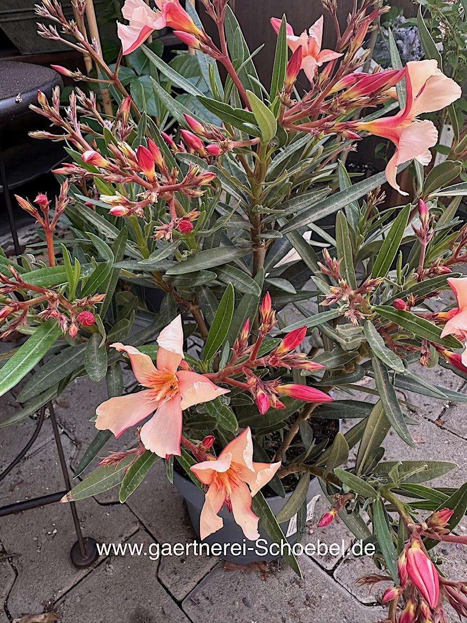 Nerium  oleander „helles aprikot offene Blüte variierend“ (i.ca. 18cm T.)