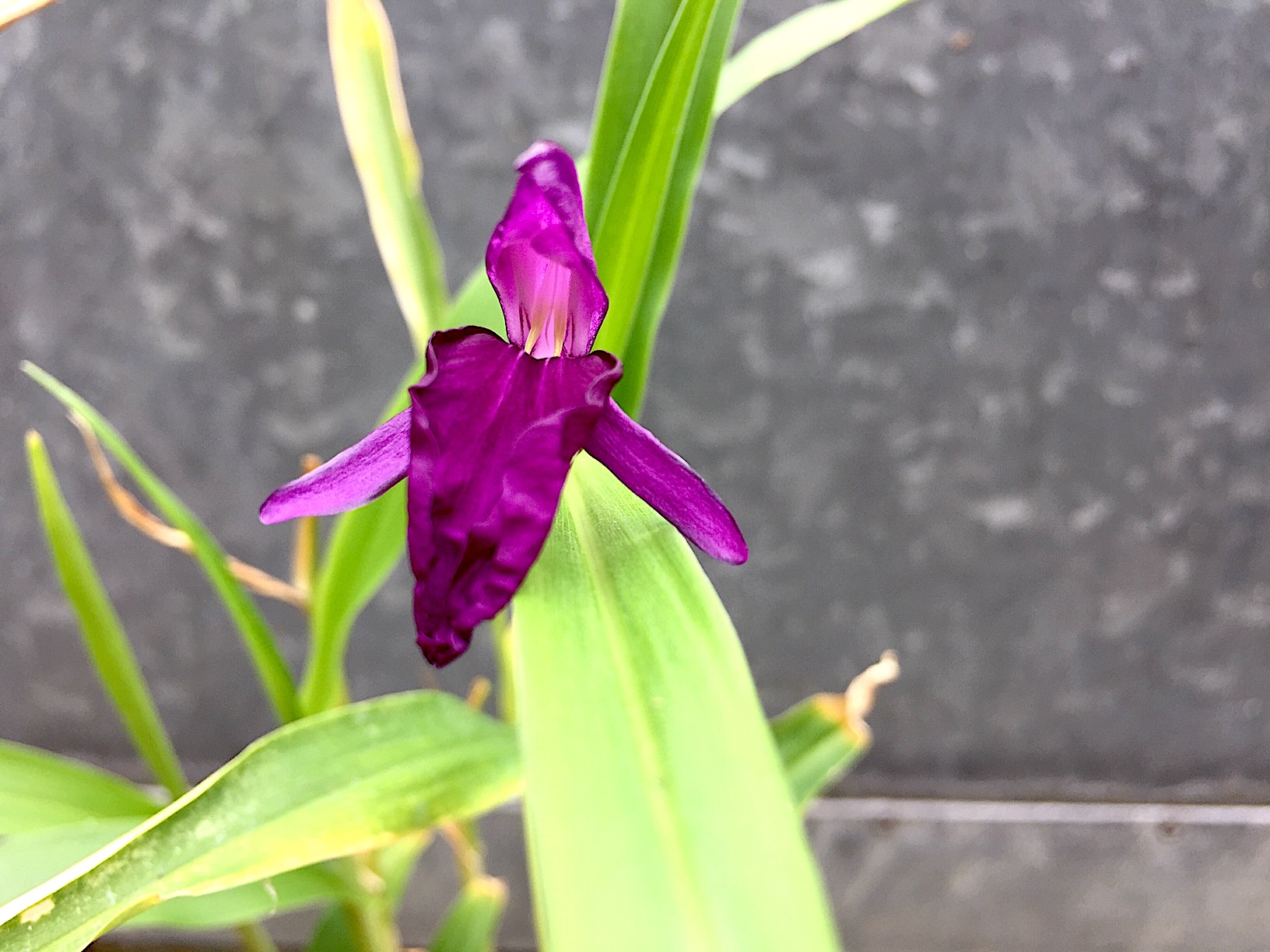 Roscoea alpina (i.12cmT.), Ingwerorchidee, Himalaya Scheinorchidee
