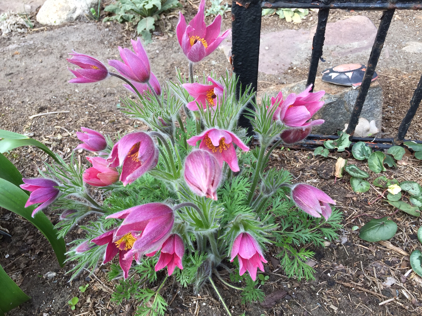 Pulsatilla vulgaris "Rubra" (i.11cmT.) Küchenschelle