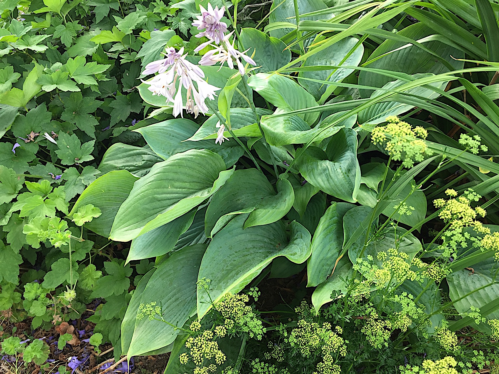 Hosta  Hybride "Empress Wu" (i.9cmT.) Riesen - Funkie