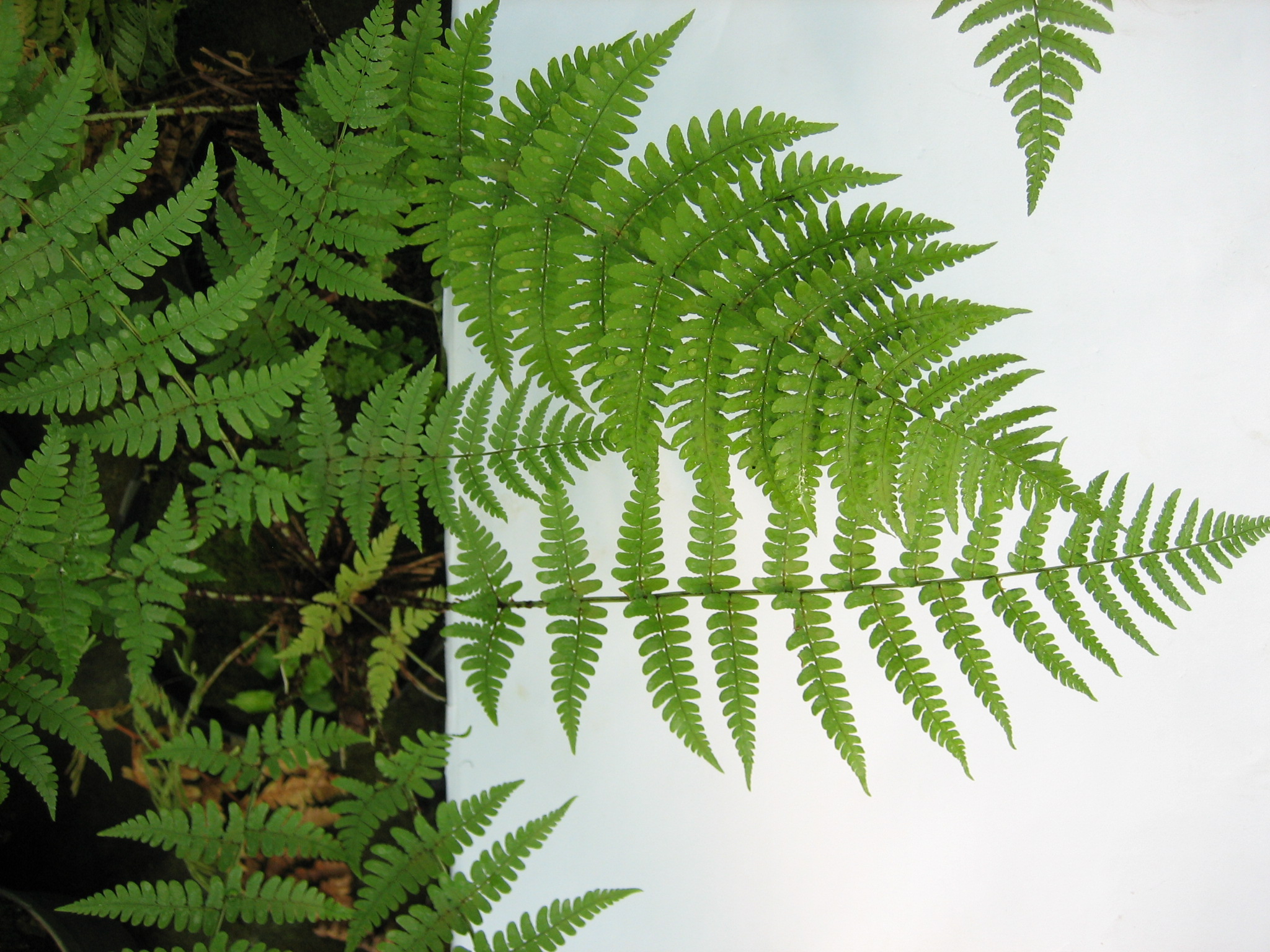 Dryopteris marginalis (i.11cm T.) Randständiger Wurmfarn