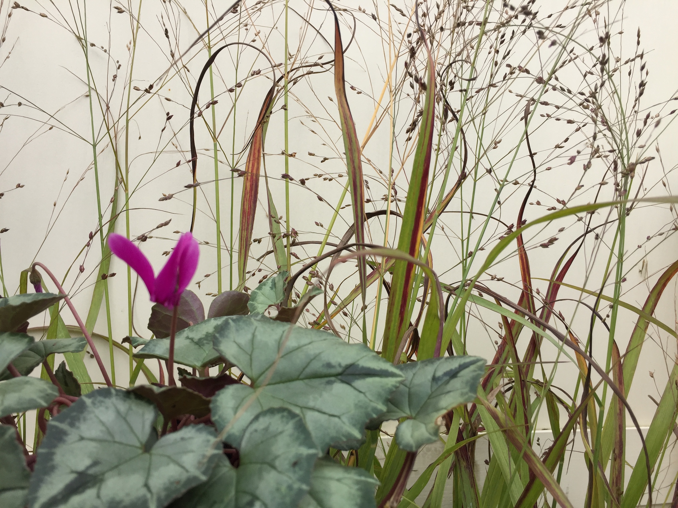 Panicum virgatum „Shenandoah“(i.11cmT.) Purpur Ruten Hirse