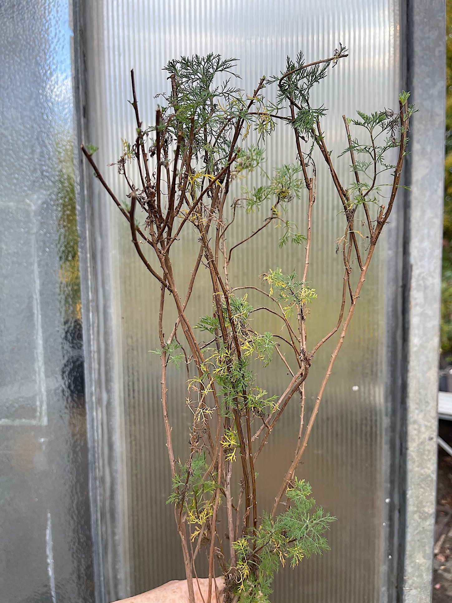 Artemisia abrotanum  ´Citrina `( i.12cmT.)