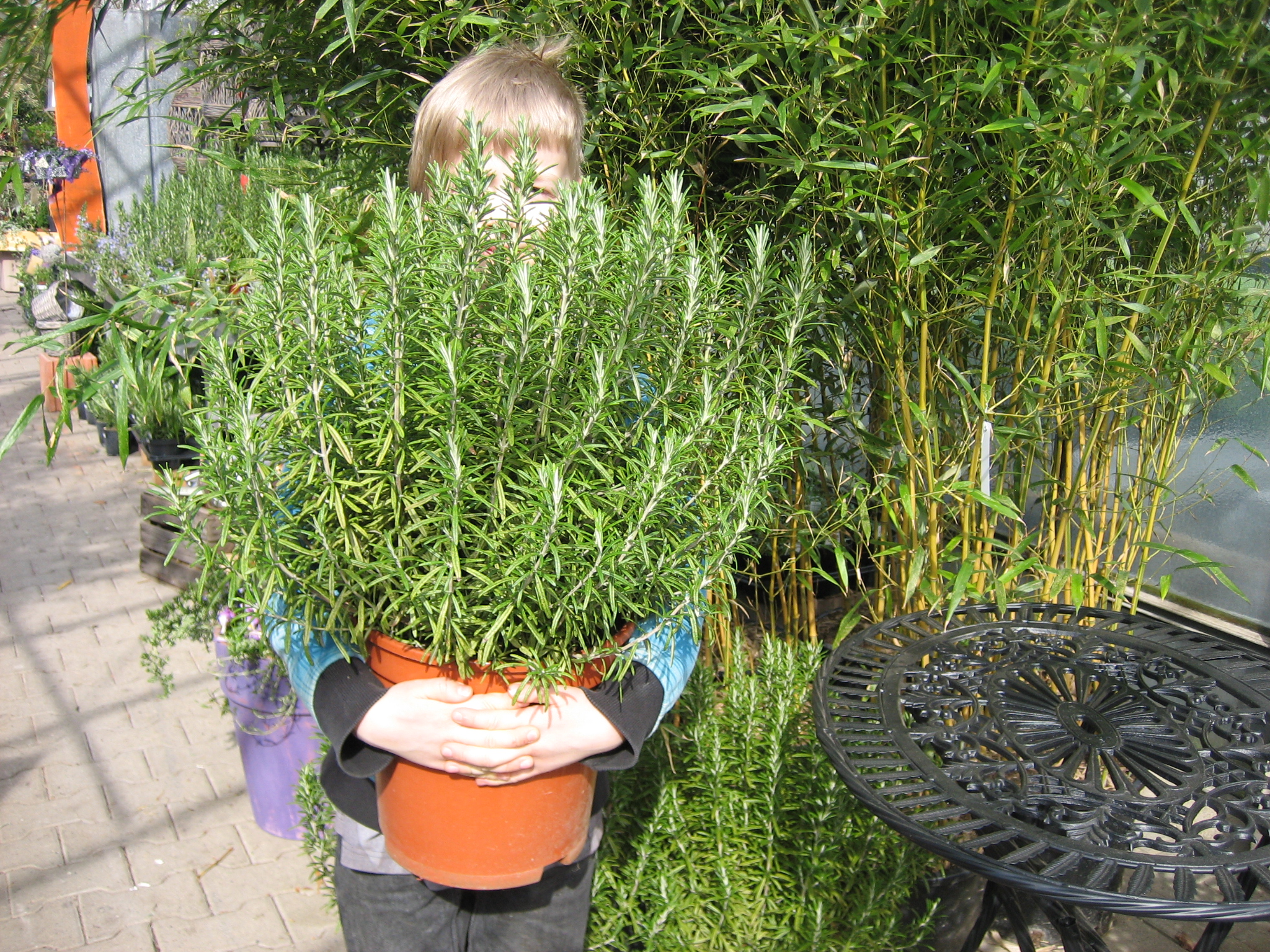 Rosmarin officinalis (i. 21 cm T. ) Rosmarin