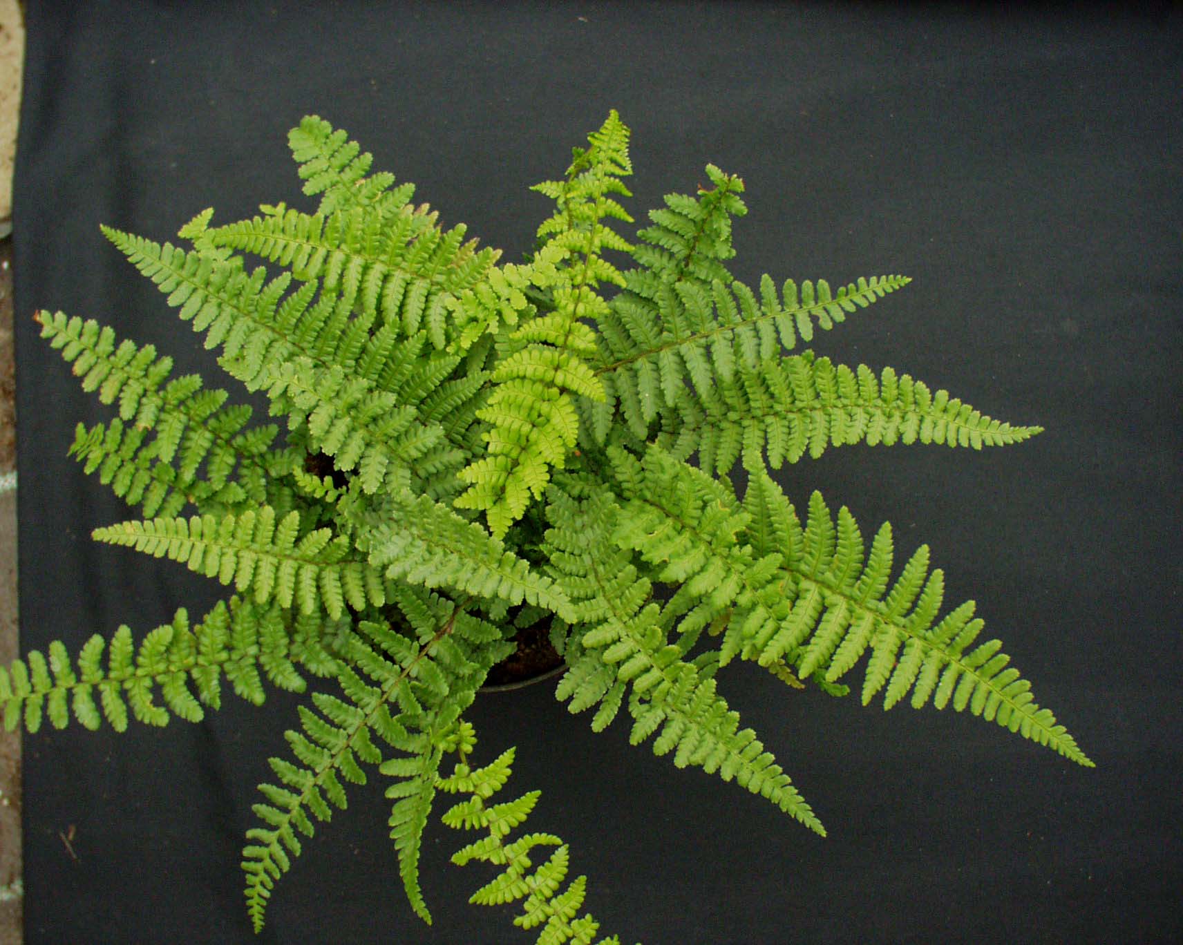 Dryopteris affinis ´Pinderi`(i.15cmT.) Schmaler Goldschuppenfarn
