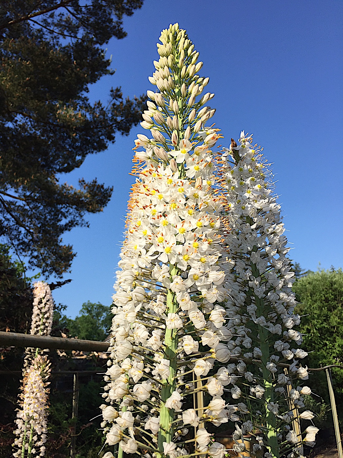 Eremurus  stenophyllus „Album“( i.21cmTopf) , Steppenkerzen