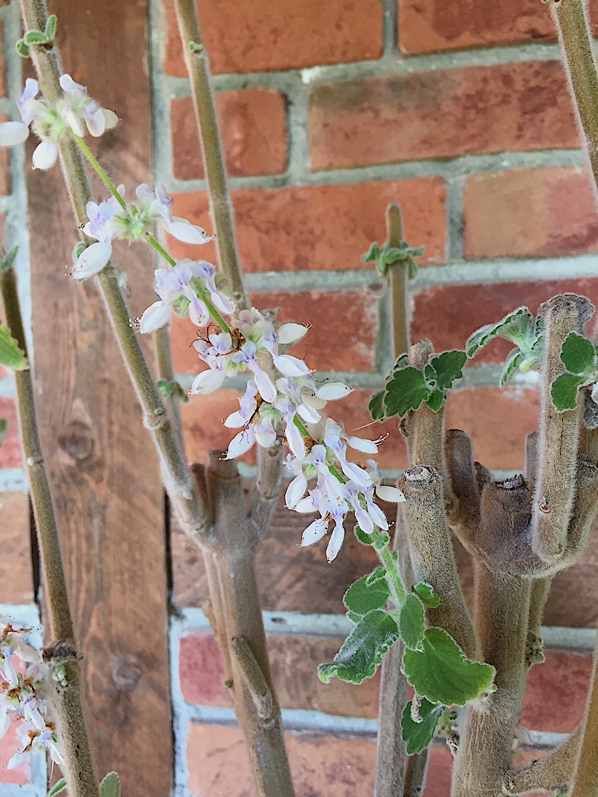 Plectranthus species „Mount Carbine“(i.9cmT.), australisches Zitronenblatt