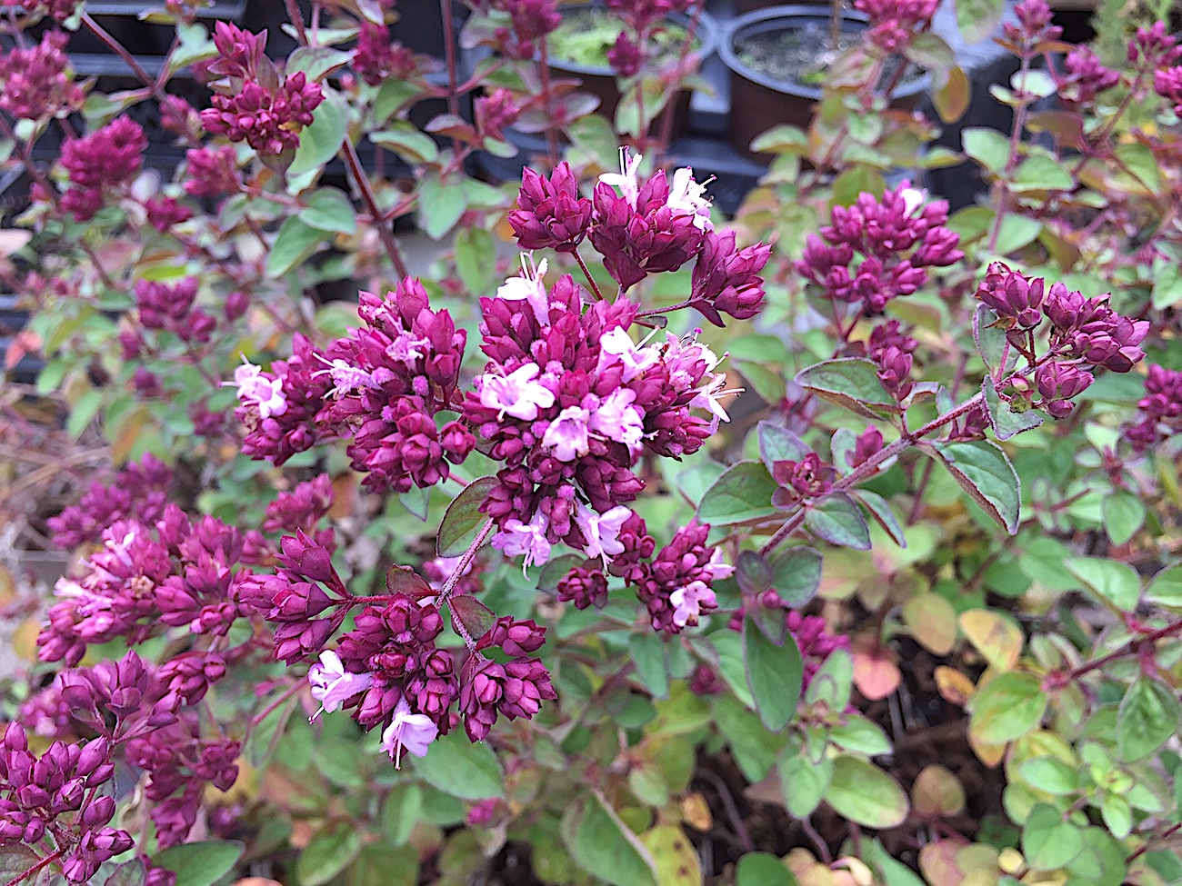Origanum  Laevigatum-Hybride "Rosenkuppel" rosa (i.9cmT.)