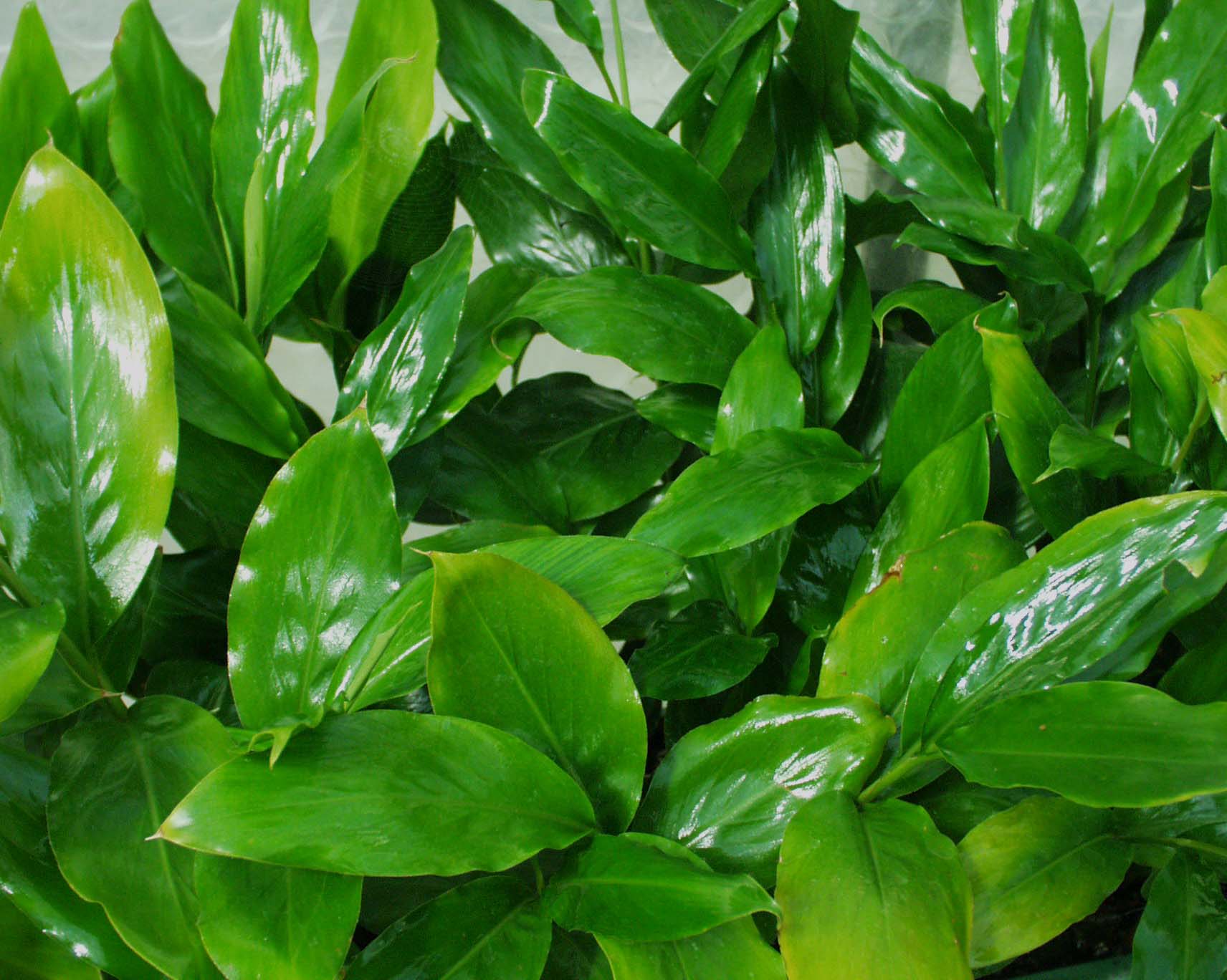 Ellettaria cardamomum (i. 12cm Topf) Blattkardamom
