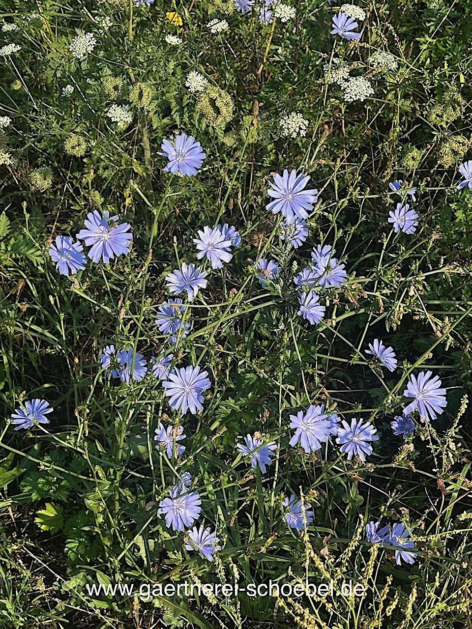 Cichorium intybus var. intybus (i.11cmT.), Wegwarte