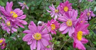 Anemone hupehensis ´Prinz Heinrich `( 12cm T.) Japan-Anemone