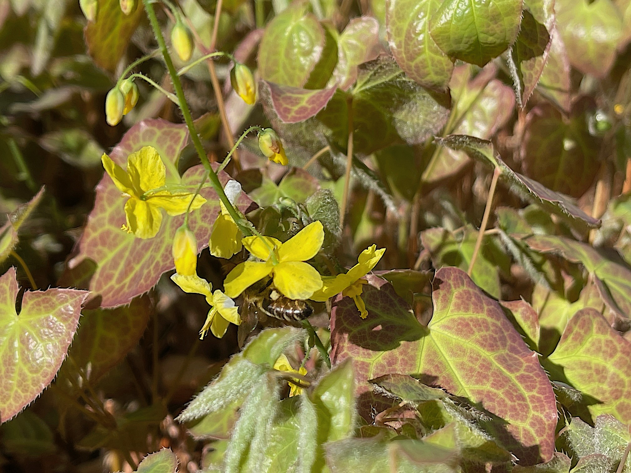 Epimedium x perralchic. ´Frohnleiten`(i.9cmT) Elfenblume
