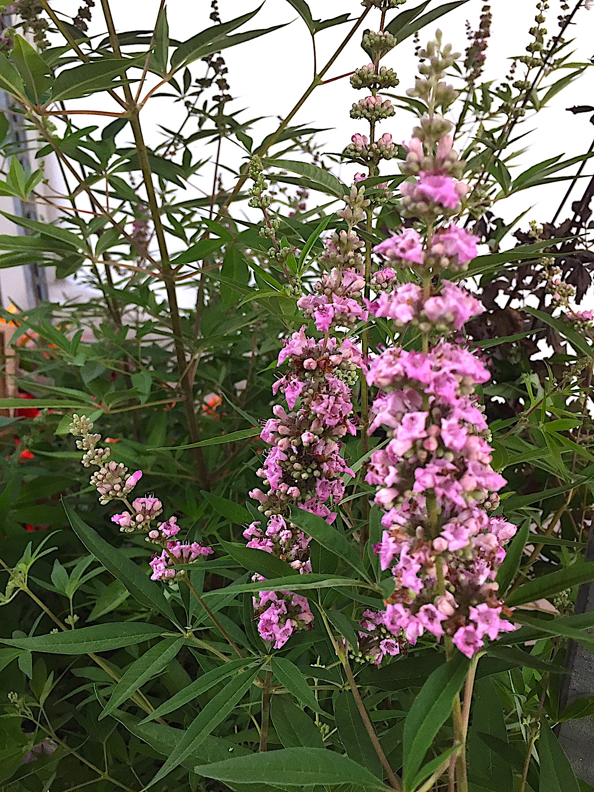 Vitex agnus-castus „Pink  Pinnacle ®“ (im 5lT.), Mönchspfeffer, Keuschbaum