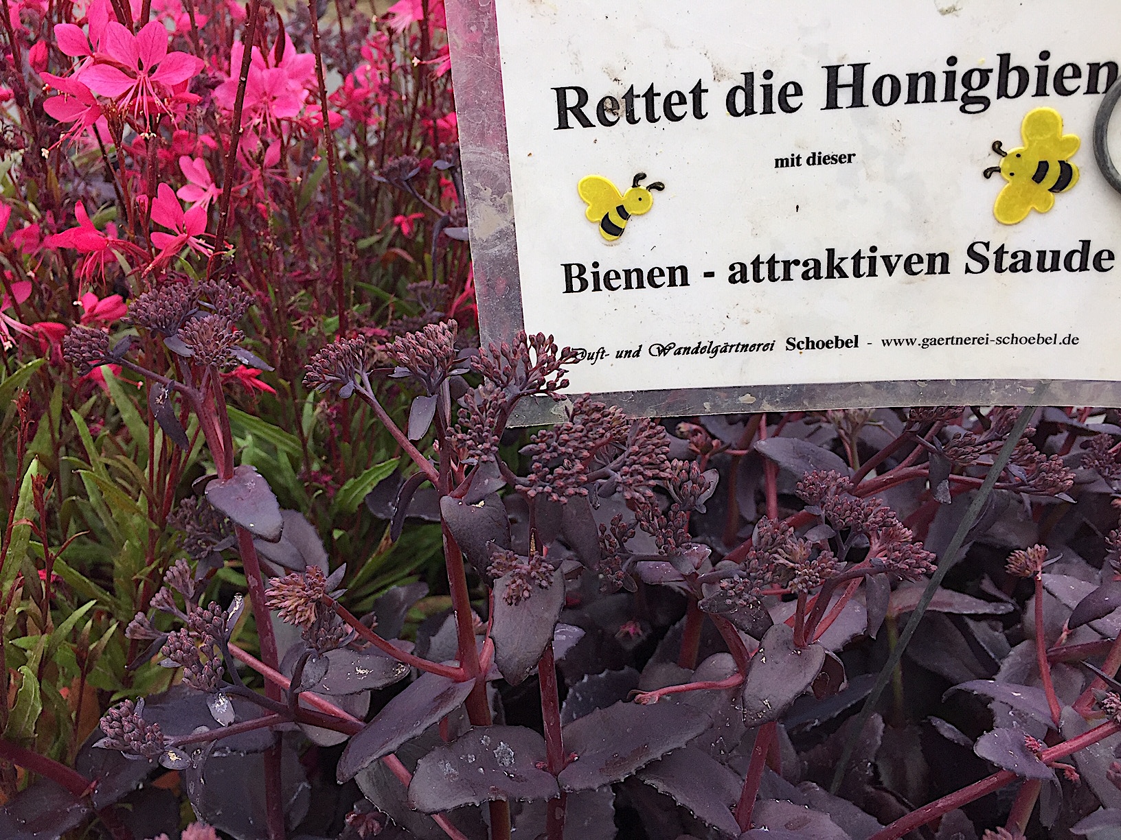 Sedum spectabile „Purple Emperor“ (i.13 cm T.), Fette Henne