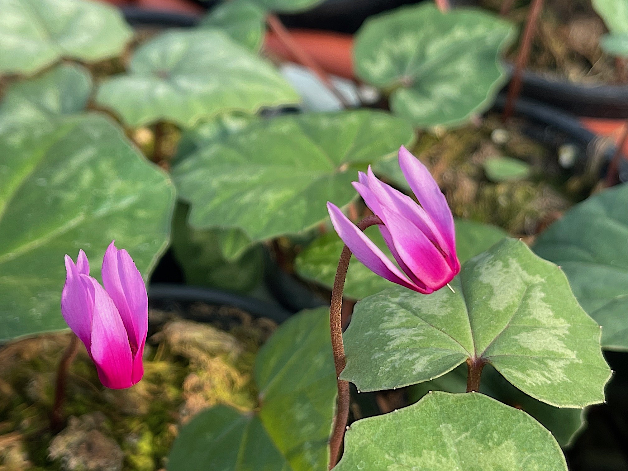 Cyclamen repandum (i.9cmT.)
