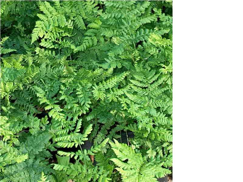 Dryopteris carthusiana (i.11cmT.) Karthäuser Wurmfarn