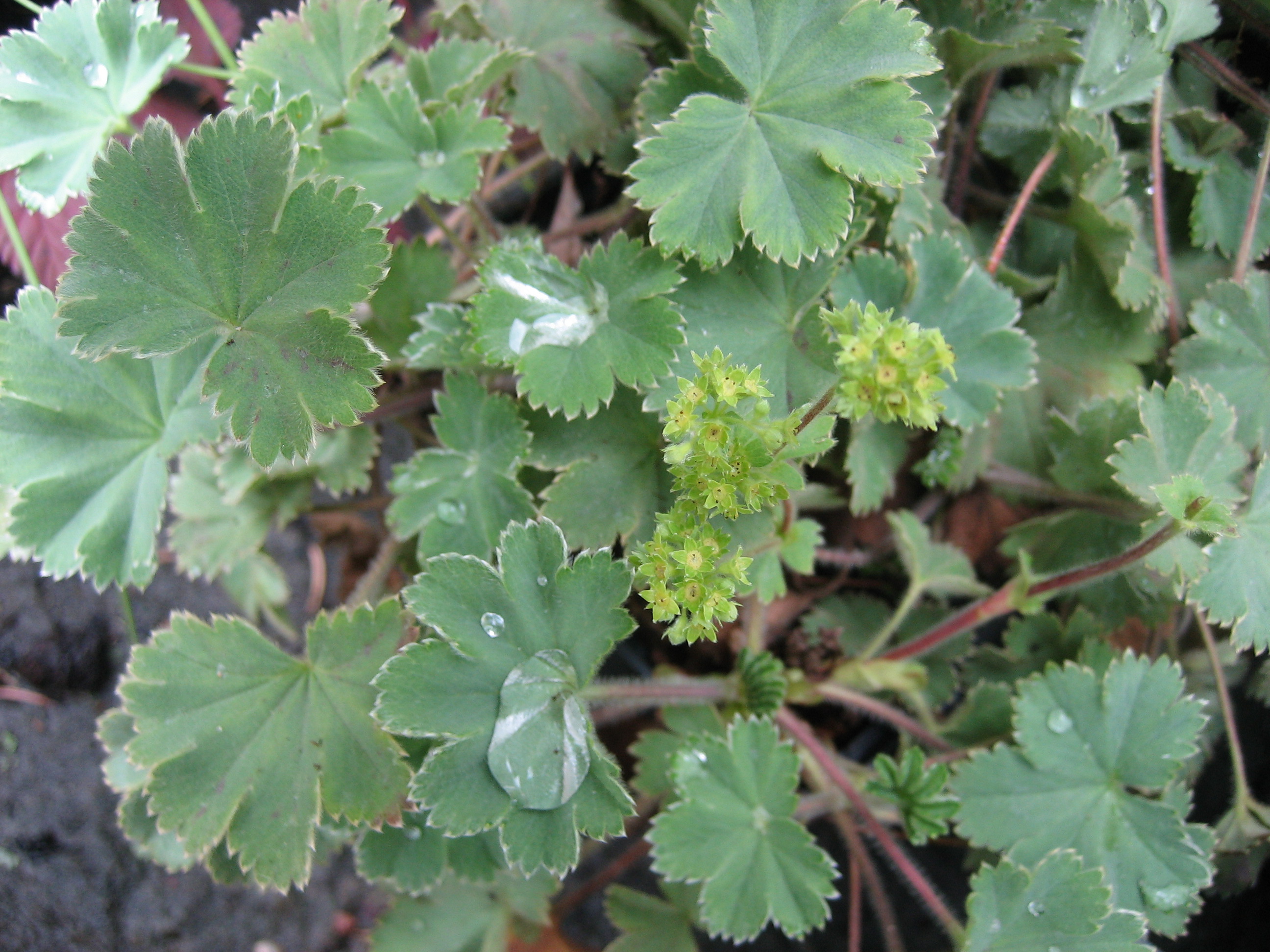 Alchemilla erythropoda (i.9cmT.) Alpen-Frauenmantel