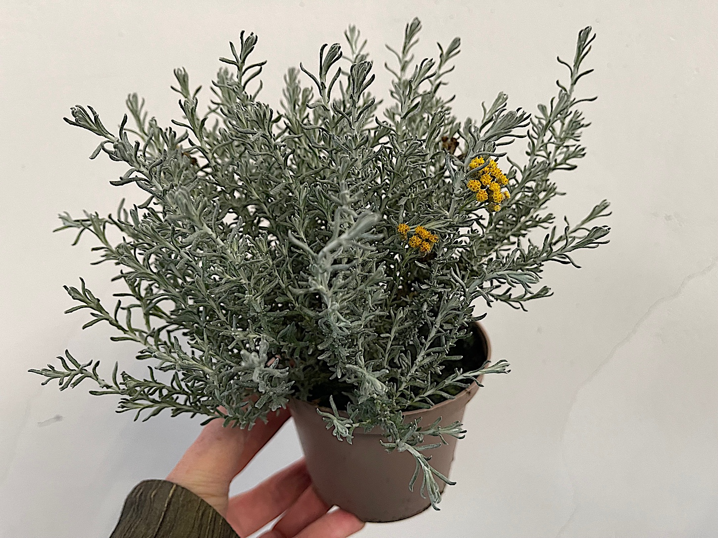 Helichrysum ital. ssp.serotinum (i. 12 cm T.) Zwerg-Currystrauch