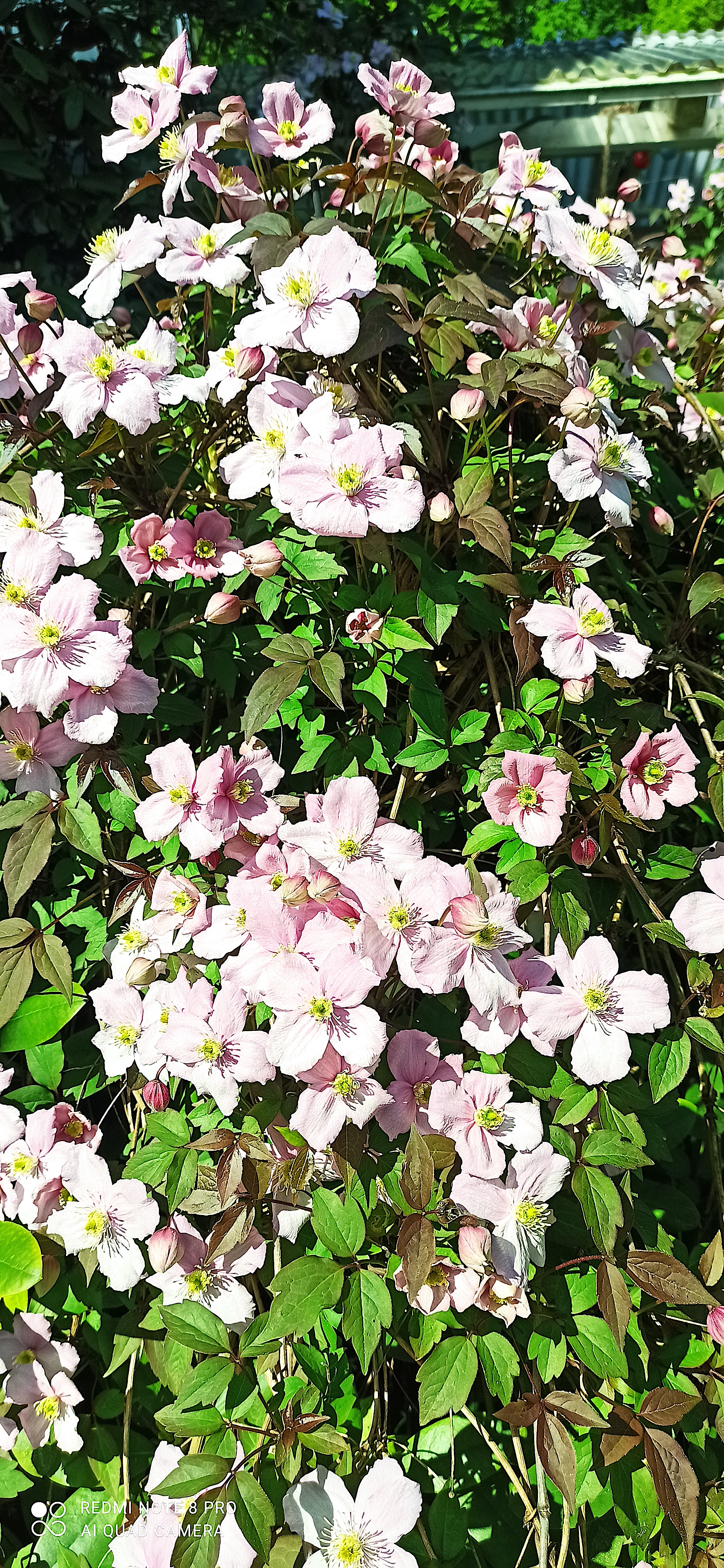 Clematis montana „Mayleen“ (i.2lT.), Duft Berg Waldrebe