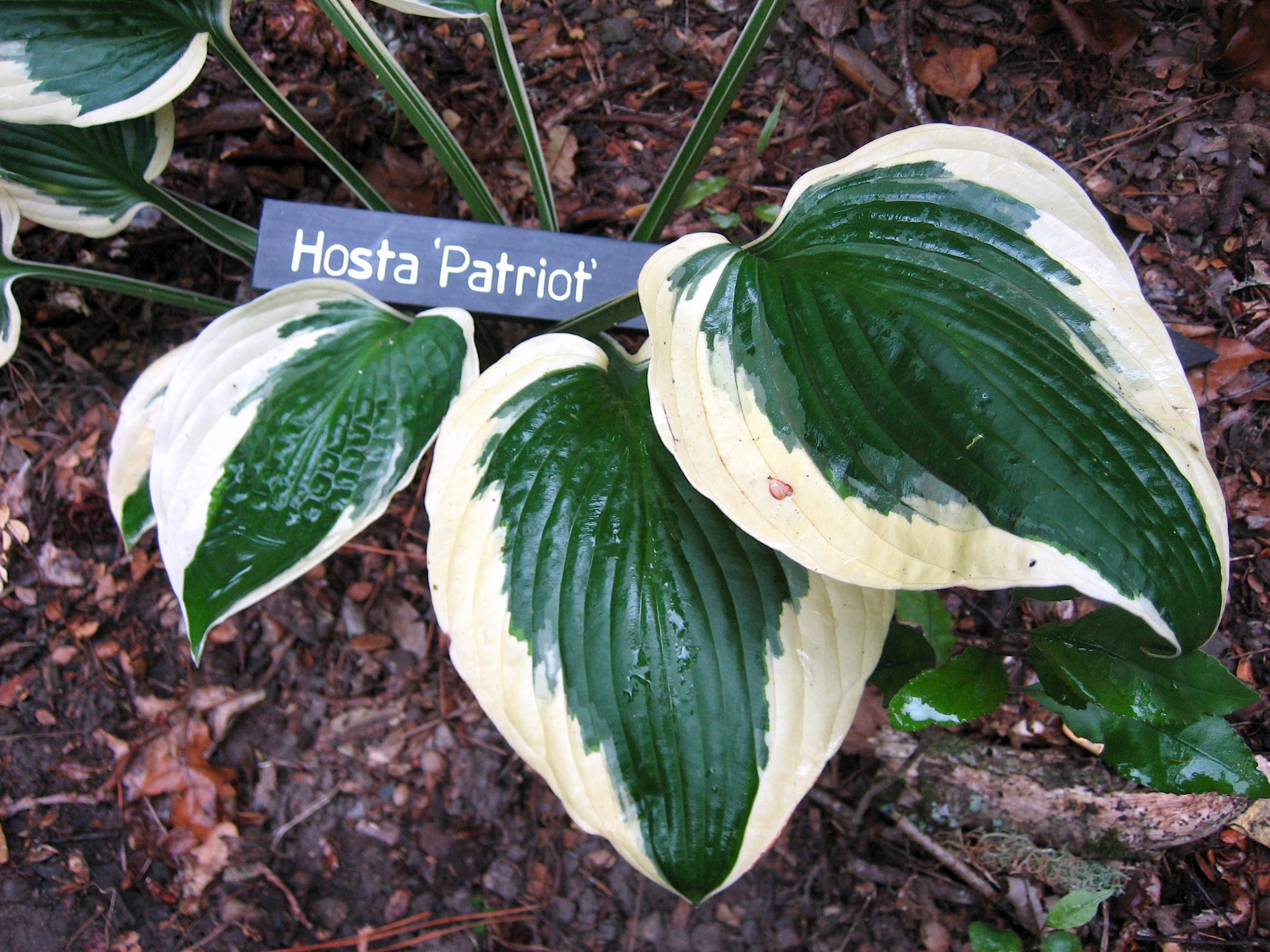 Hosta x fortunei Patriot (i.9cm T. ) Weissbunte-Garten-Funkie