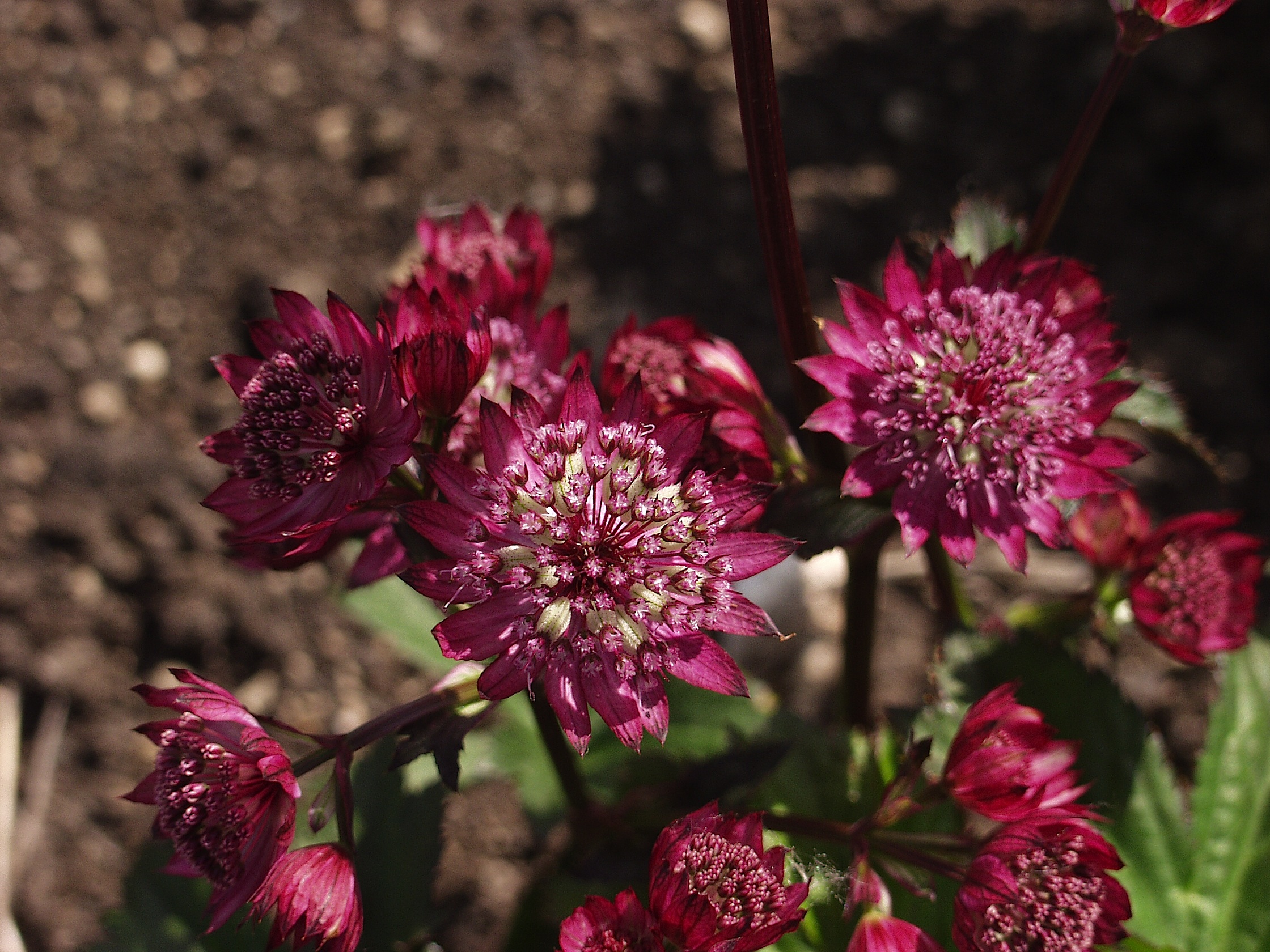 Astrantia major "Abbey Road" ® (i.12cmT.) Sterndolde