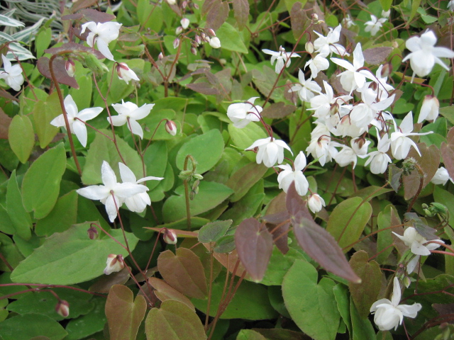 Epimedium x youngianum ´Niveum` (i.9cmT,) Elfenblume