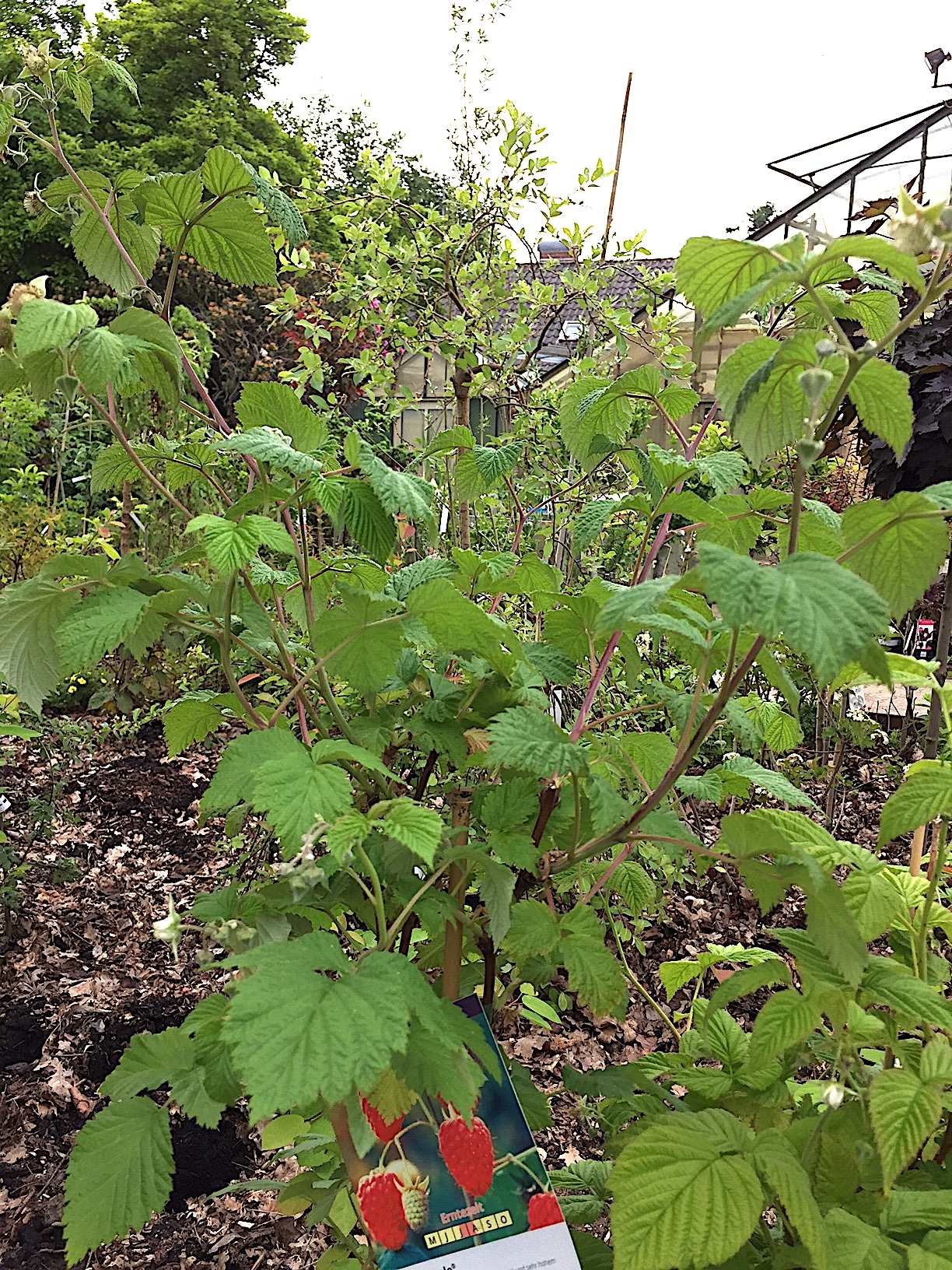 Rubus dornlose Himbeeren, „Glen Ample R (i.2,5lT.)