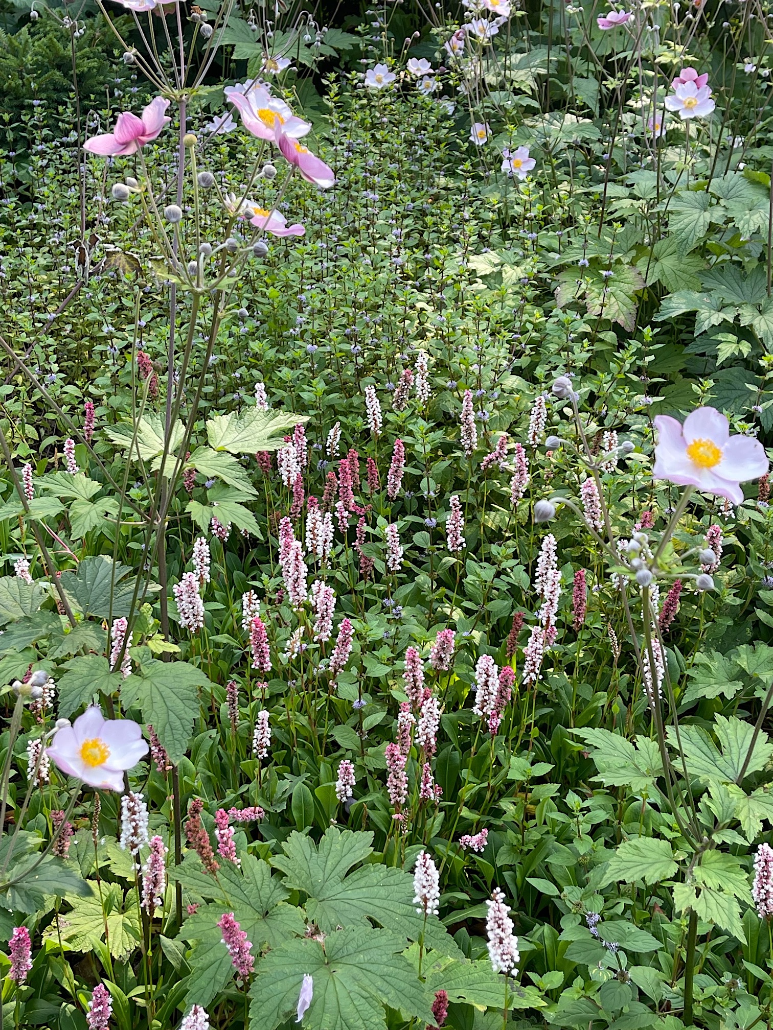 Polygonum Bistorta - Persicaria -affinis „Darjeling Red“(i.3 literT.) Schlangen Kerzen Knöterich, Wi