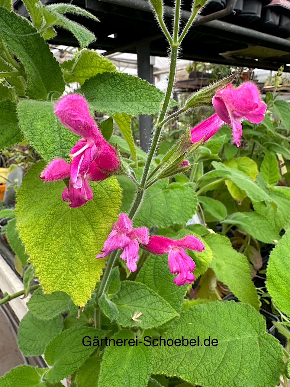 Salvia dorisiana (i.10cmT.)  Fruchtsalbei