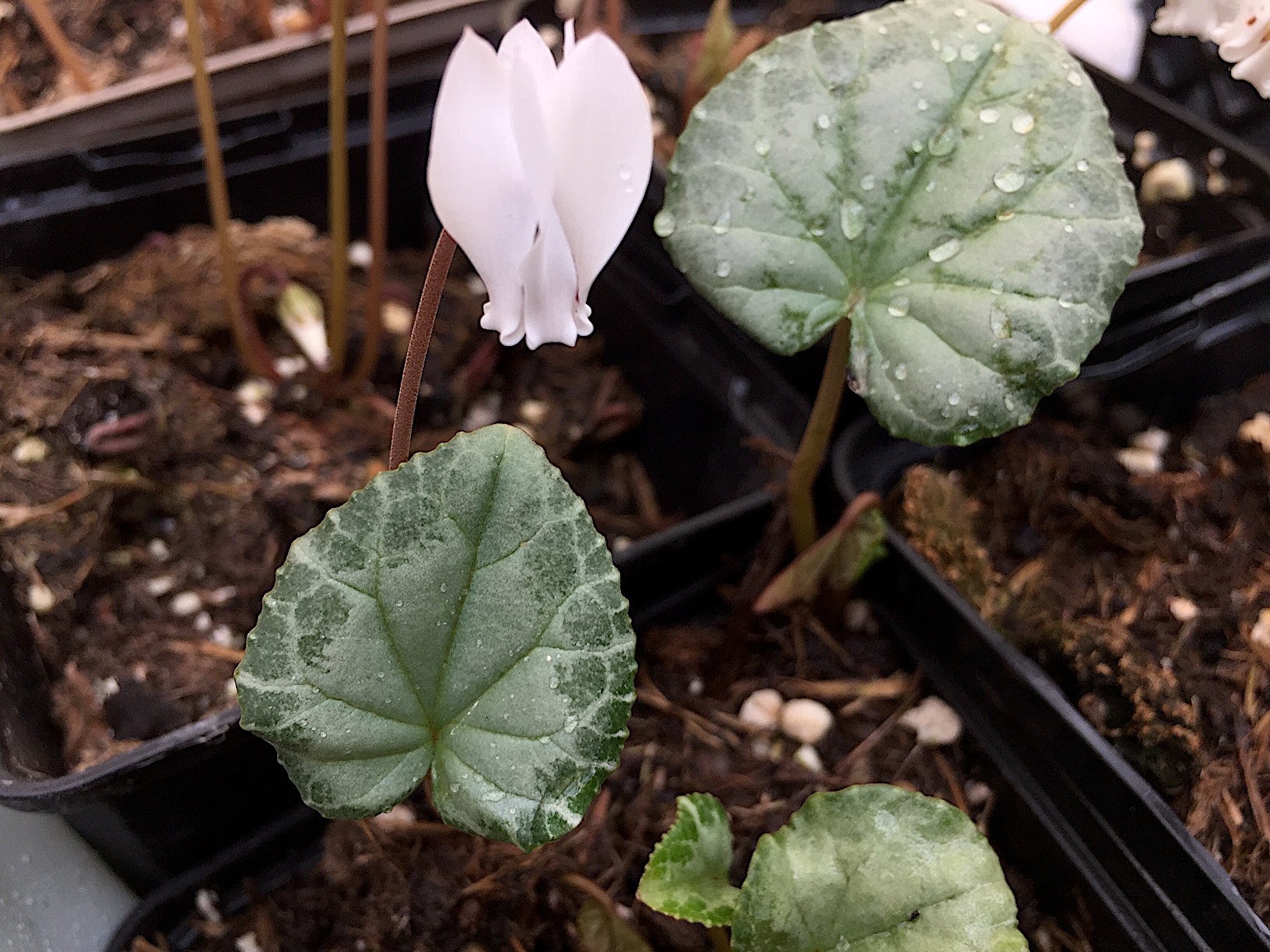 Cyclamen hederif., Album  „Silverleaf , mit grünem Rand Var.“(i.9cmT.),Silber Veilchen