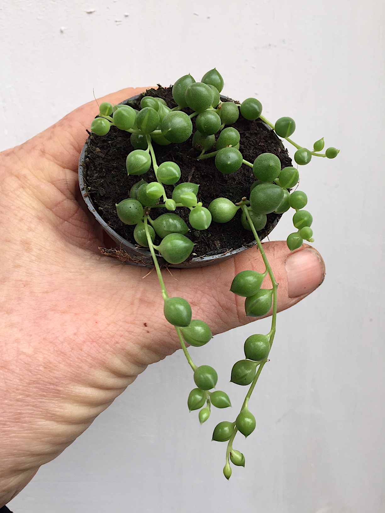 Senecio herrianus „Tropfen- Rowley “ (i. 9cmT.)