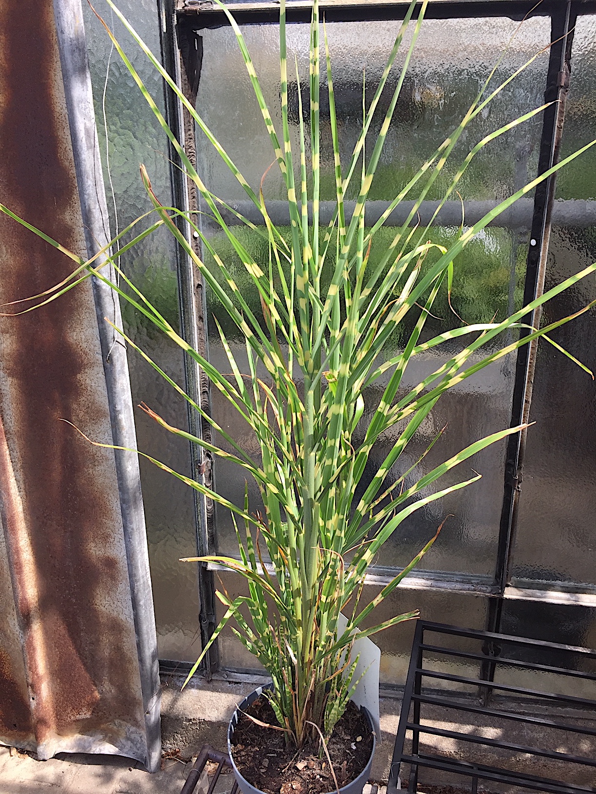Miscanthus sinensis „Zebrinus strictus“(i.20cmT.)