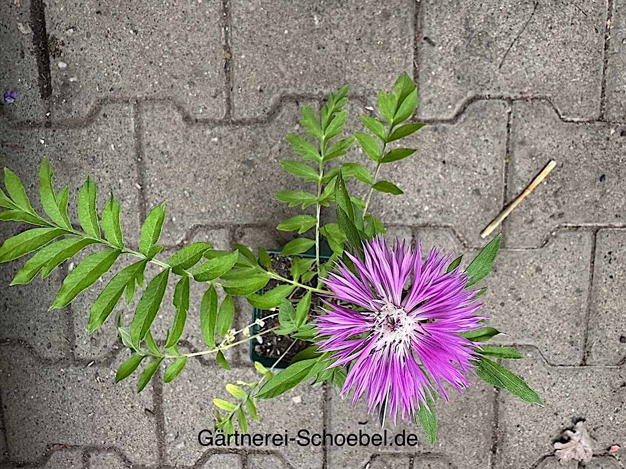 Centaurea dealbata (i.11cm T.) Flockenblume
