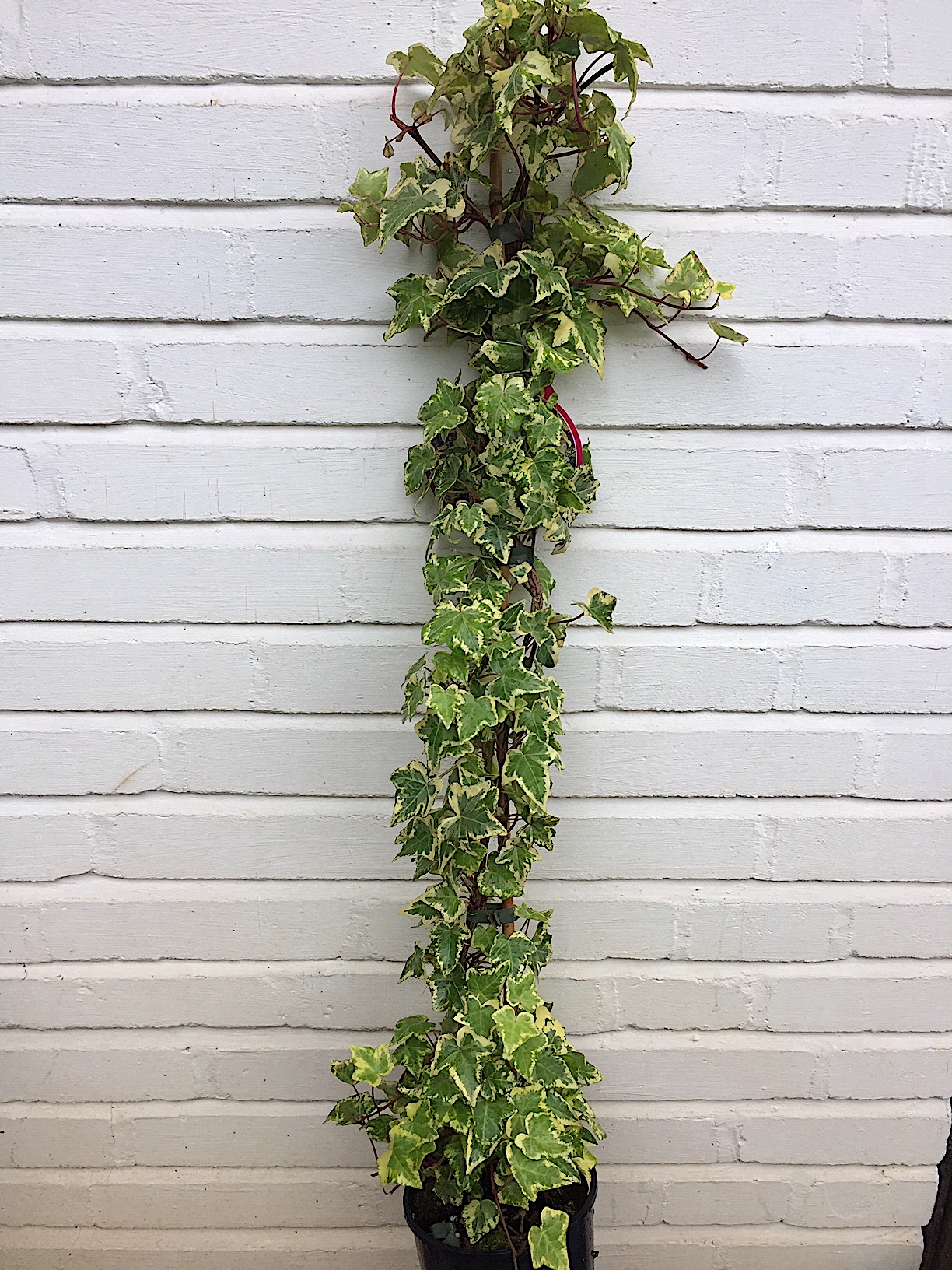 Hedera helix „Golden Kolibri“ (i.2lT.)