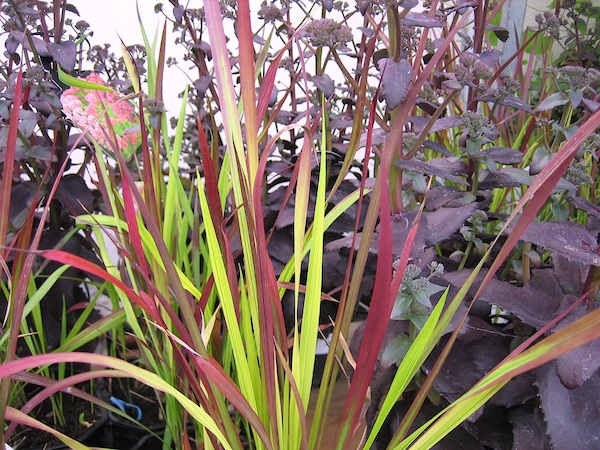 Imperata cylindrica  "Red Baron" (i.12cmT.) Rotschleiergras